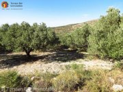 Maronia-Sitia Kreta Sita Wunderschöner Olivenhain in Maronia Sitia zu verkaufen. Grundstück kaufen